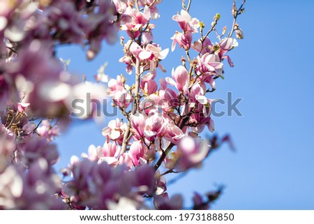 Blooming magnolia branch against blue sky