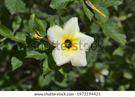 
Flower in a garden in the city of vila pavao in the state of Espirito Santo, Brazil