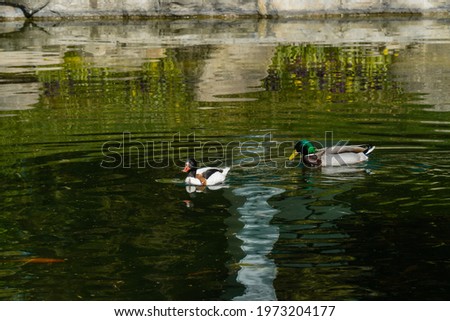 ducks swimming in the park pond