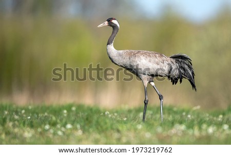 Common crane bird close up ( Grus grus ) Royalty-Free Stock Photo #1973219762