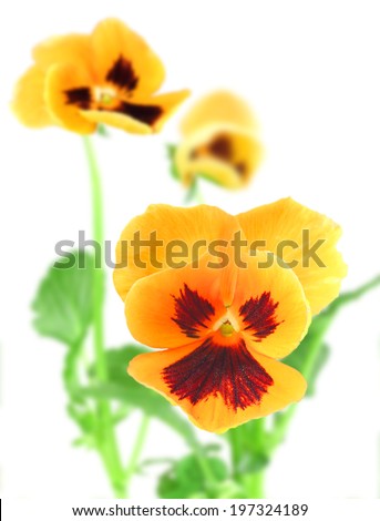 Orange-violet pansy flower on of-focus green leaf and buds backdrop. Isolated on white background. Close-up. Studio photography.