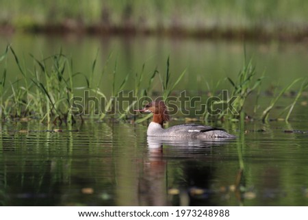 A Merganser swimming in a pond against the backdrop of green grasses protruding from the water
