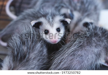 Small Group of Baby Possums