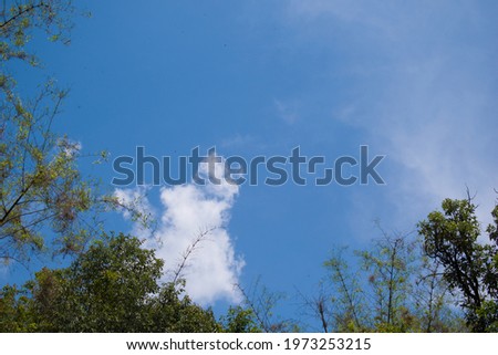 different green trees and bright blue sky in day time.