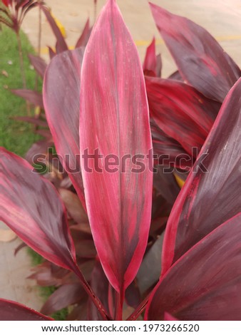 Large pink leaves. There is a beautiful pattern on them.
