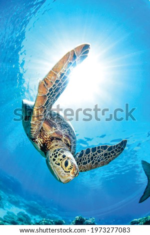 background of a beautiful turtle photographed in a dive. Royalty-Free Stock Photo #1973277083