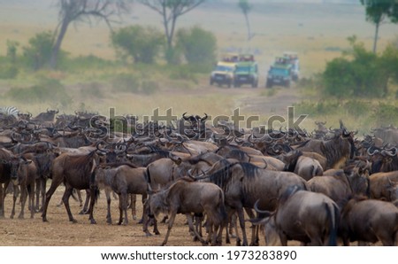 Great migration, Masai Mara, Kenya