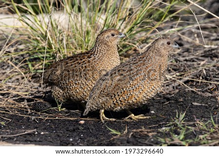 Brown Quails searching for food on ground Royalty-Free Stock Photo #1973296640