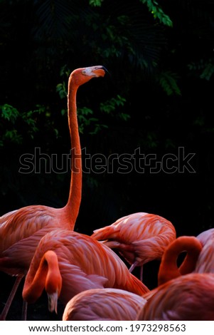 Flamingos standing in the zoo.