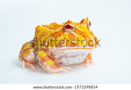 closeup argentine horned frog on white background Royalty-Free Stock Photo #1973298854
