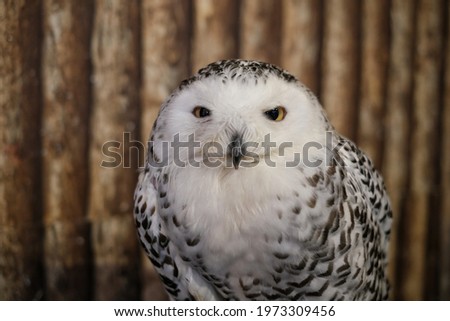 A close up picture of a snowy owl (Bubo scandiacus), also known as the polar owl, the white owl and the Arctic owl with yellow eyes and white fluffy feathers. 