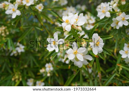 Choisya shrub with delicate small white flowers after rain in the morning sun. Mexican Mock Orange evergreen shrub.