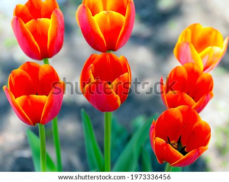 beautiful garden tulips as a decoration of the park area