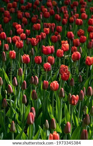 Field of blossoming tulips natural background