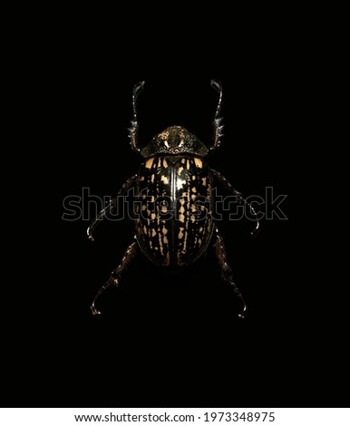 The Cockchafer relief insect. Nature creates its patterns.