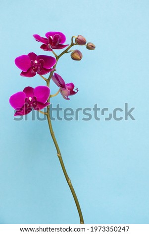 branch of orchid phalaenopsis of bright pink color on blue background with copy space