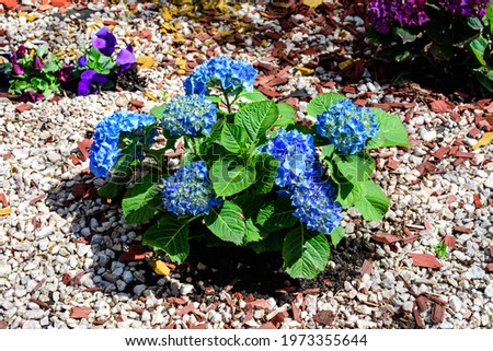 Magenta blue hydrangea macrophylla or hortensia shrub in full bloom in a flower pot, with fresh green leaves in the background, in a garden in a sunny summer day