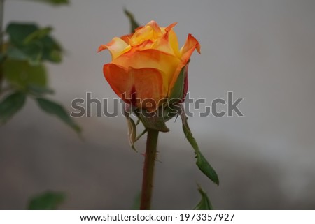 closed up blooming orange yellow rose by natural light