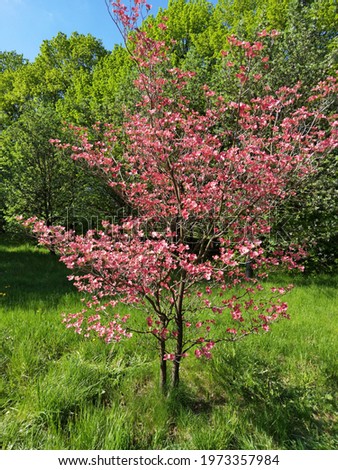 Cornus florida rubra tree with pink flowers. Royalty-Free Stock Photo #1973357984
