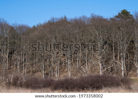 Long dry reeds with a forest and blue sky in the background. Picture from Hamburgsund, Sweden