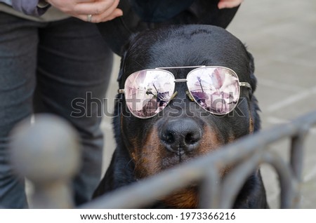 Portrait of a dog with sunglasses behind a fence. An adult male Rottweiler sitting and looking intently into the camera. A woman stands next to him and puts a hat on his head. Backstage photo shoot