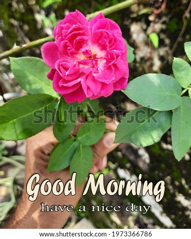 beautiful good morning wishes image of rose flower.