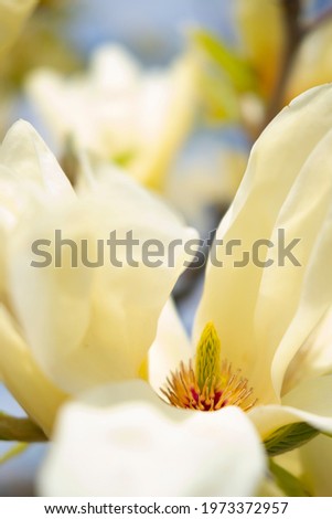 rare tropical yellow magnolia bloom. gentle pastel shades of a flower for a romantic card and stamen