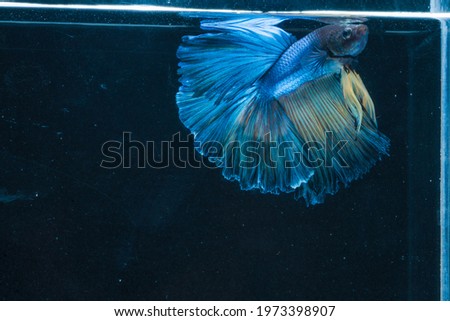 Blue male betta fish and male BETTA YELLOW AND female halfmoon black background
