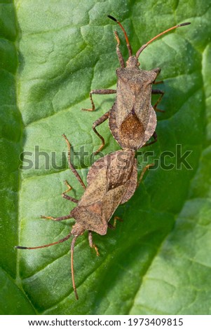 brown bug close-up on a leaf