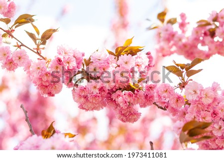 Japanese cherry or sakura tree blossom in a city park, beautiful photo of spring cityscape on a spring day
