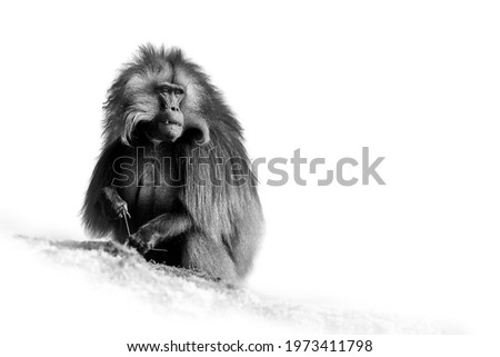 Black and white, artistic photo of hairy monkey Gelada Baboon - Theropithecus gelada isolated on white background. Beautiful, endemic primate, wild animal. UNESCO, Simien mountains. Traveling Ethiopia