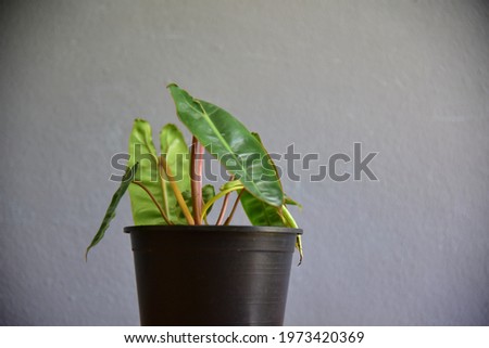 Cute indoor plants on gray wall.