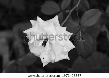 The white rose in black and white. The white and black format gives a unique format.