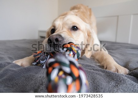 Cheerful golden retriever with a colored rope toy in his teeth. The big dog plays at home with the owner. Pet grooming and animal concept. Royalty-Free Stock Photo #1973428535