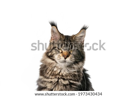 angry black tabby classic maine coon cat looking at camera on white background Royalty-Free Stock Photo #1973430434