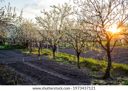 organic gardening garden in spring with flowering trees