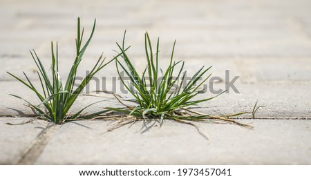 Green grass grows between the paving slabs
