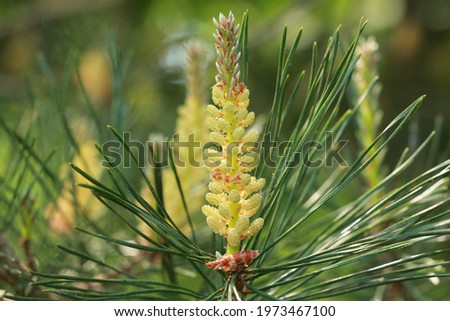 yellow blossom of a conifer with a bokeh background