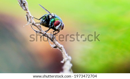 A common green bottle fly sitting on a stem. The common green bottle fly is a blowfly found in most areas of the world and is the most well-known of the numerous green bottle fly species Royalty-Free Stock Photo #1973472704