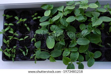 Selective close-up of green seedling.Green plants growing from seed. Agriculture. Growing plants flat lay image in high resolution. Seedlings on the vegetable tray growing on home window