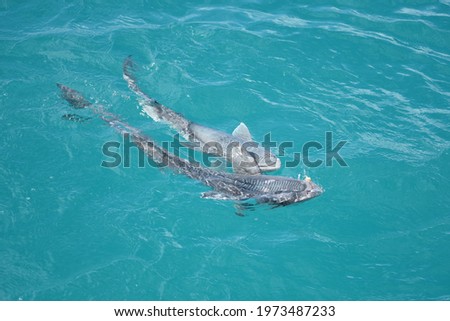 Two young sharks swimming upside down in the Caribbean sea in the British Virgin Islands ( BVI ).