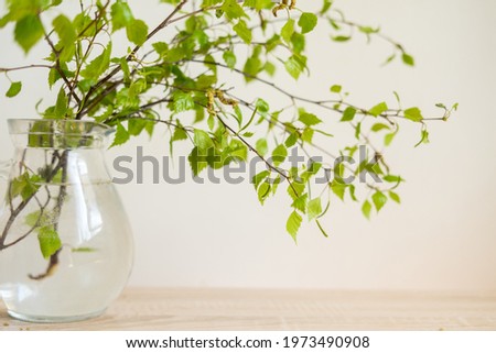 Modern glass vase with green branches. White wall background. Copyspase. Eco lifestyle. Soft focus. Defocus