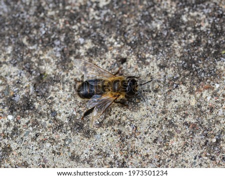 A male honeybee or drone bee on the ground