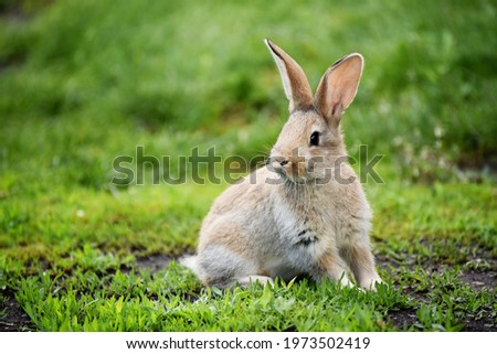 Brown small bunny in grass sitting,lovely pet