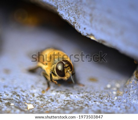 A male honeybee or drone bee at the entrance of the beehive