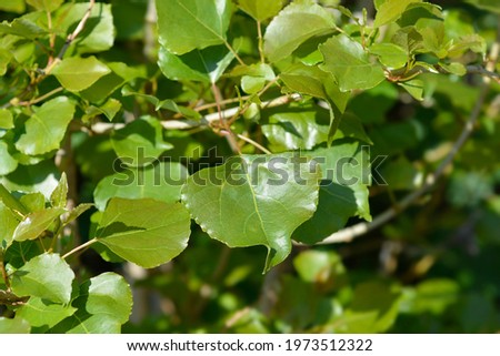 Lombardy poplar leaves - Latin name - Populus nigraa var. italica Royalty-Free Stock Photo #1973512322
