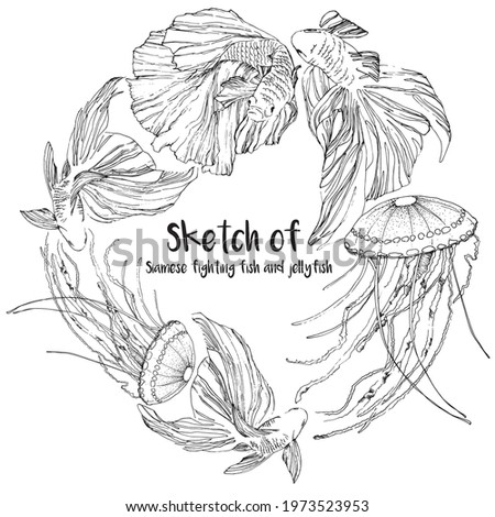 Black and white sketch of Siamese fighting fish and jellyfish swimming in a circle. vector