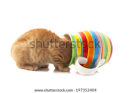 Red kitten looking in colorful flowerpot isolated over white