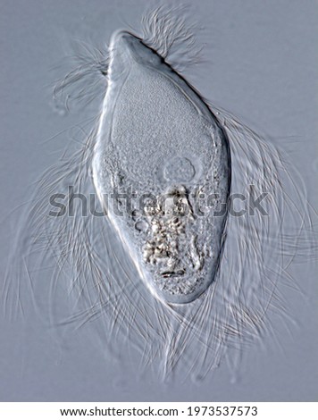 Trichonymphid flagellate from gut of termite Reticulotermes, portrait of single cell showing flagella, food, attached spirochaetes, light microscope picture of single living cell.