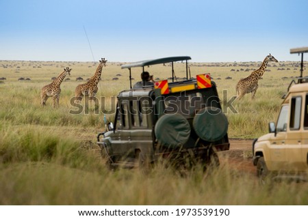 Giraffes herd in savannah, Kenya
